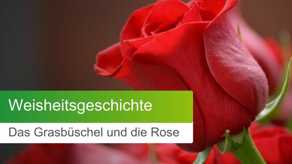 Das Grasbüschel und die Rose Titelbild