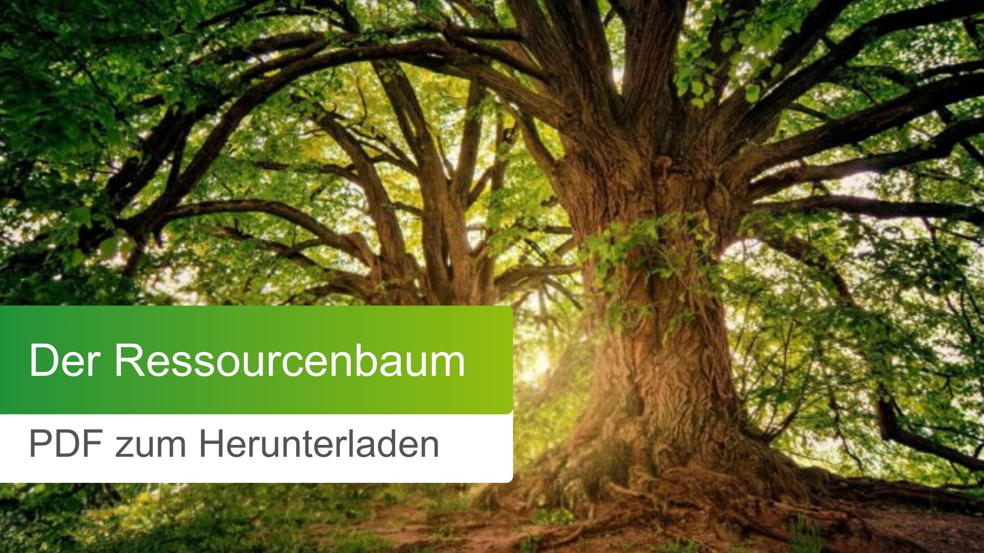 Der Ressourcenbaum (PDF Download)
