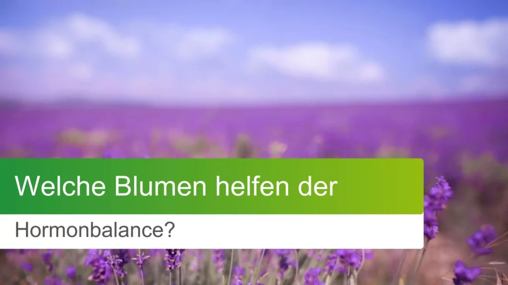 Welche Blumen helfen der Hormonbalance? 