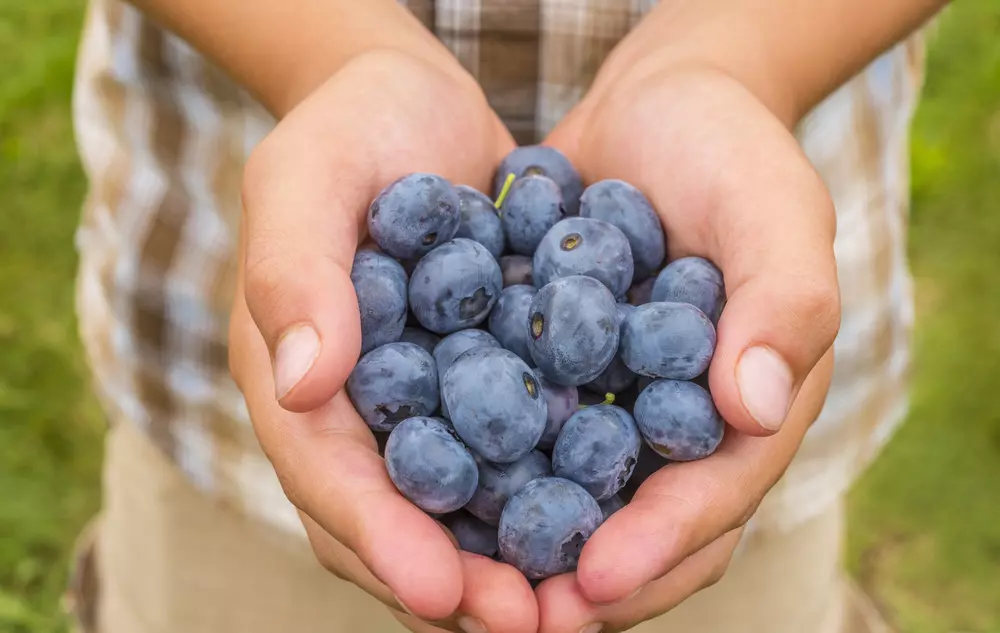 Antioxidantien 