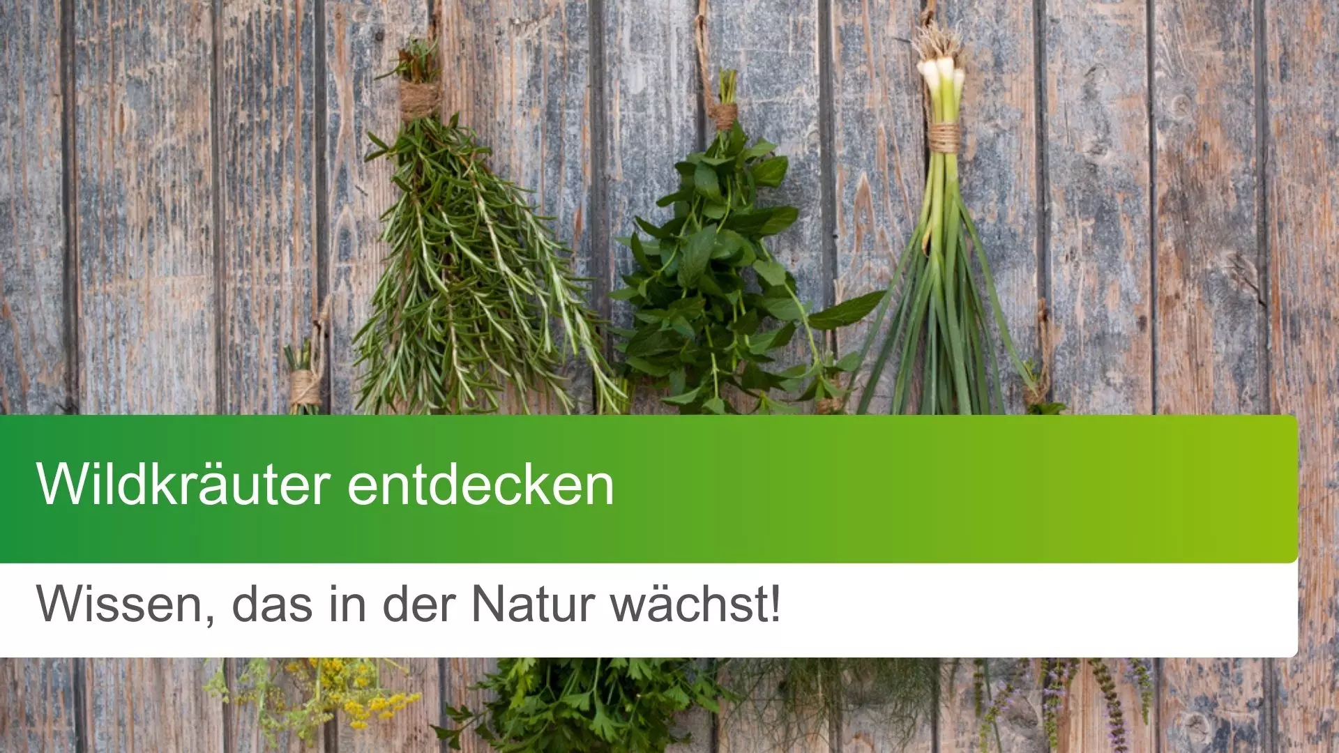 Wildkräuter entdecken: Wissen, das in der Natur wächst! 