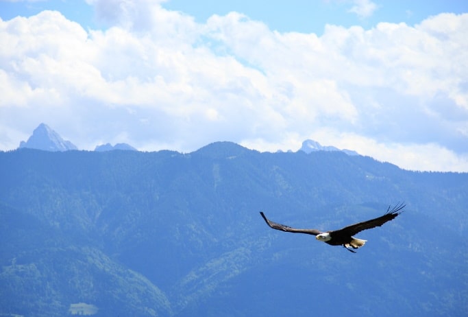 Weisheitsgeschichte: Deine Wahl - Adler oder Huhn