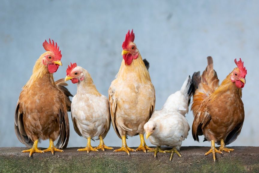 Weisheitsgeschichte: Chicken soup for the soul