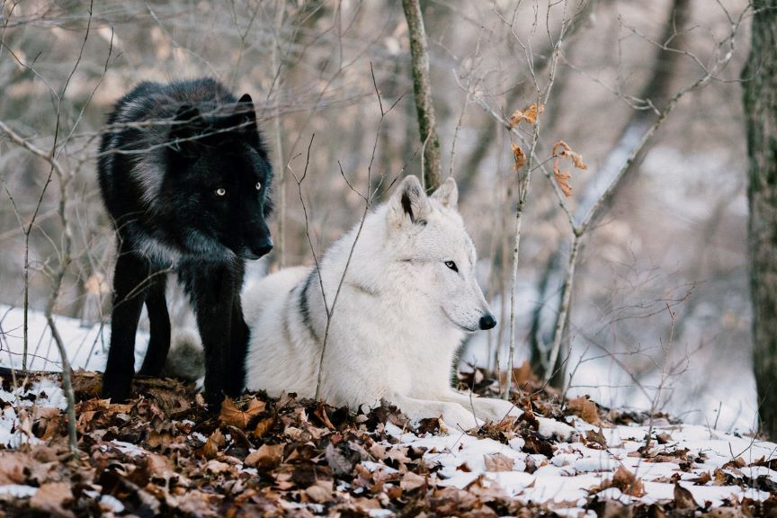 Weisheitsgeschichte: Die zwei Wölfe in unseren Herzen, der schwarze und der weiße Wolf
