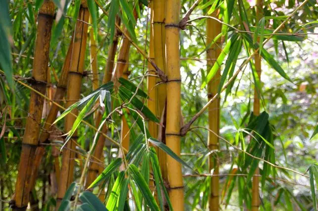 Weisheitsgeschichte: Der Bambus - Geschichte Loslassen